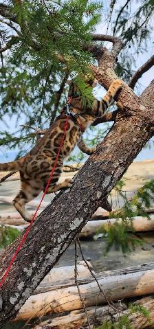 Bengal Kittens (Rosettes on Gold) TICA registration