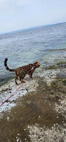 Bengal Kittens (Rosettes on Gold) TICA registration - Photo 2