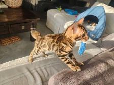 Bengal Kittens (Rosettes on Gold) TICA registration - Photo 4