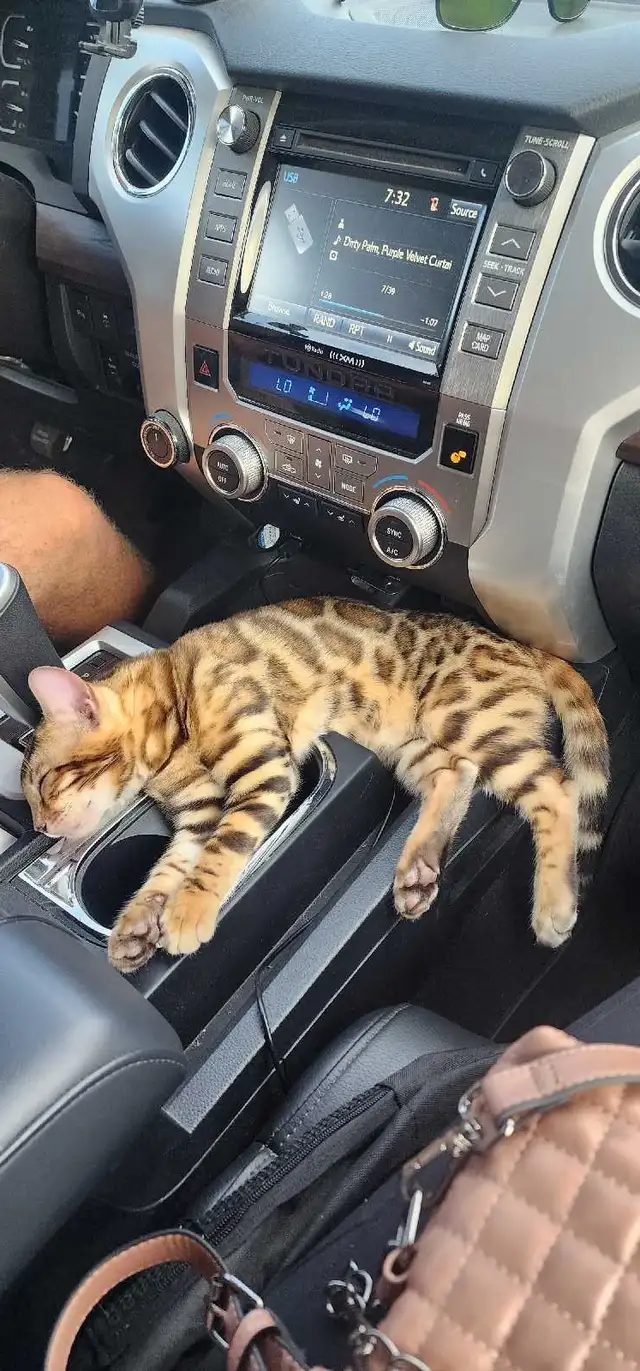 Bengal Kittens (Rosettes on Gold) TICA registration - Photo 6