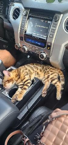 Bengal Kittens (Rosettes on Gold) TICA registration - Photo 6