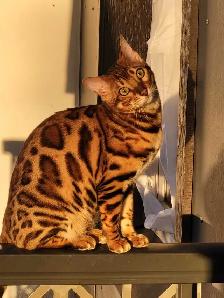 Bengal Kittens (Rosettes on Gold) TICA registration - Photo 7