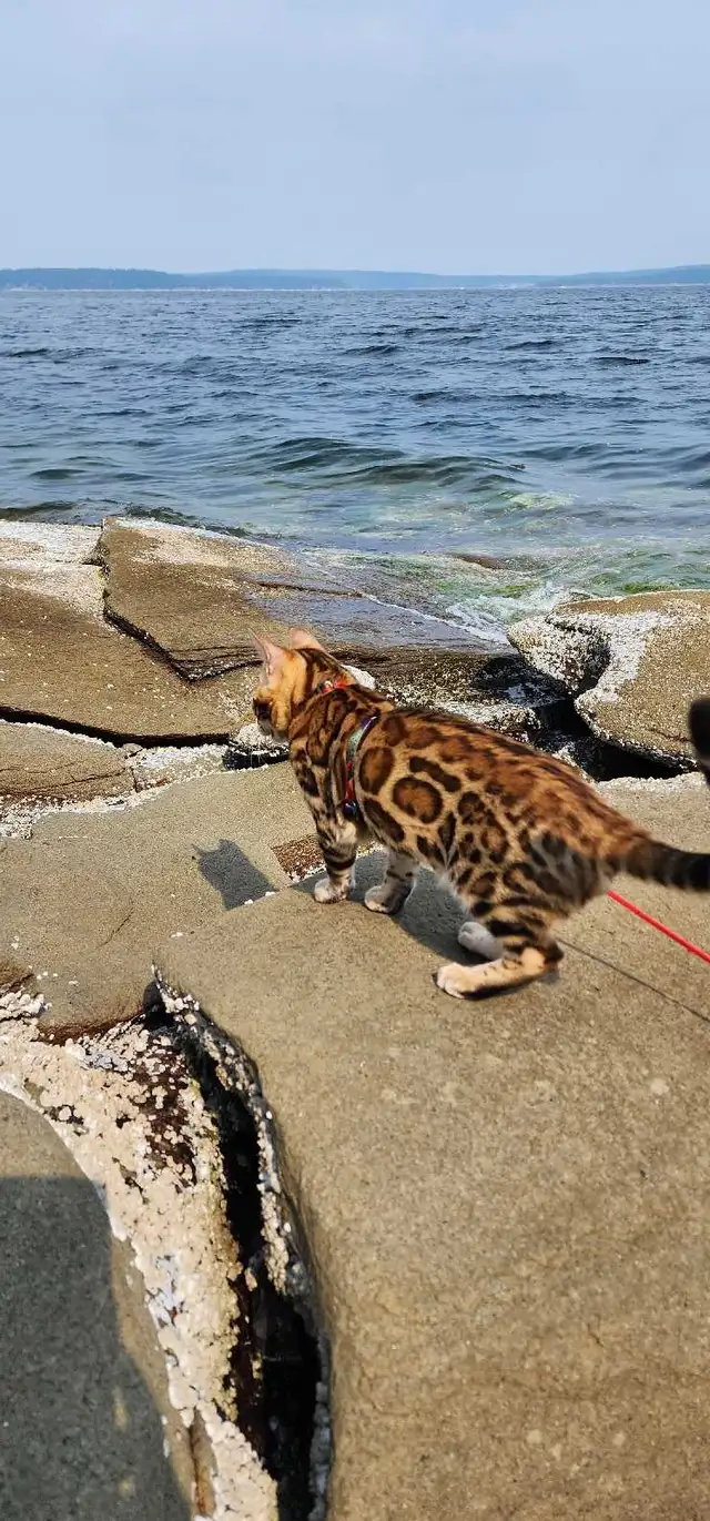 Bengal Kittens (Rosettes on Gold) TICA registration - Photo 8