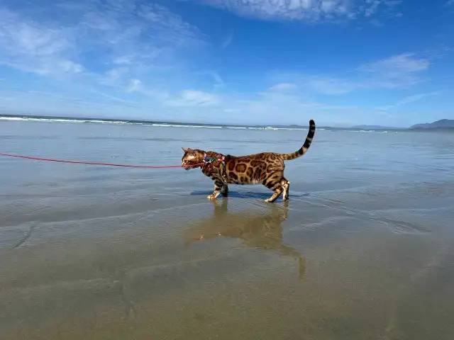 Bengal Kittens (Rosettes on Gold) TICA registration - Photo 10