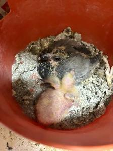 baby racing pigeons - Photo 2