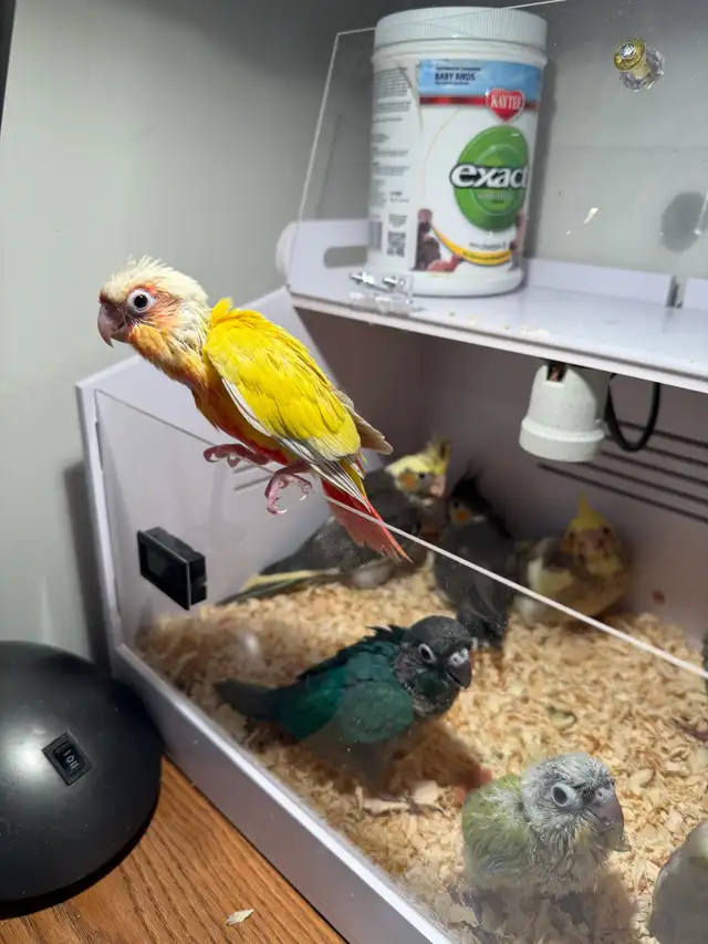 baby conure and cockateil