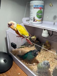 baby conure and cockateil