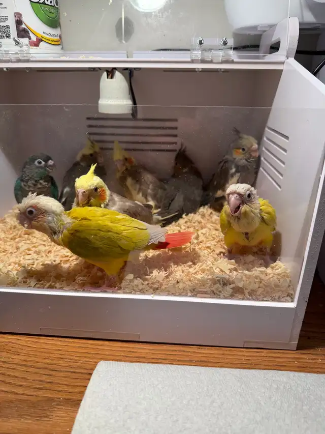 baby conure and cockateil - Photo 2