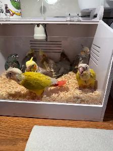 baby conure and cockateil - Photo 2