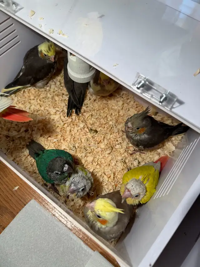 baby conure and cockateil - Photo 3