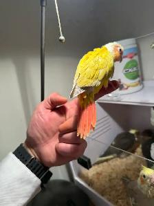 baby conure and cockateil - Photo 4