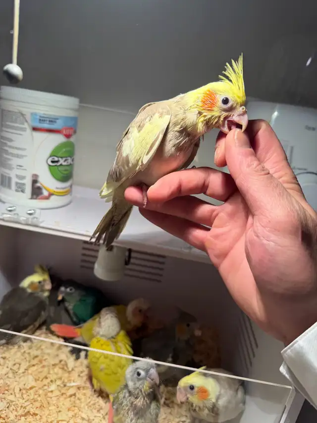 baby conure and cockateil - Photo 5