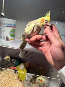 baby conure and cockateil - Photo 5