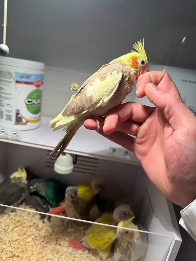 baby conure and cockateil - Photo 6