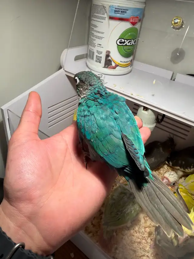 baby conure and cockateil - Photo 7