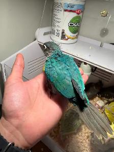 baby conure and cockateil - Photo 7