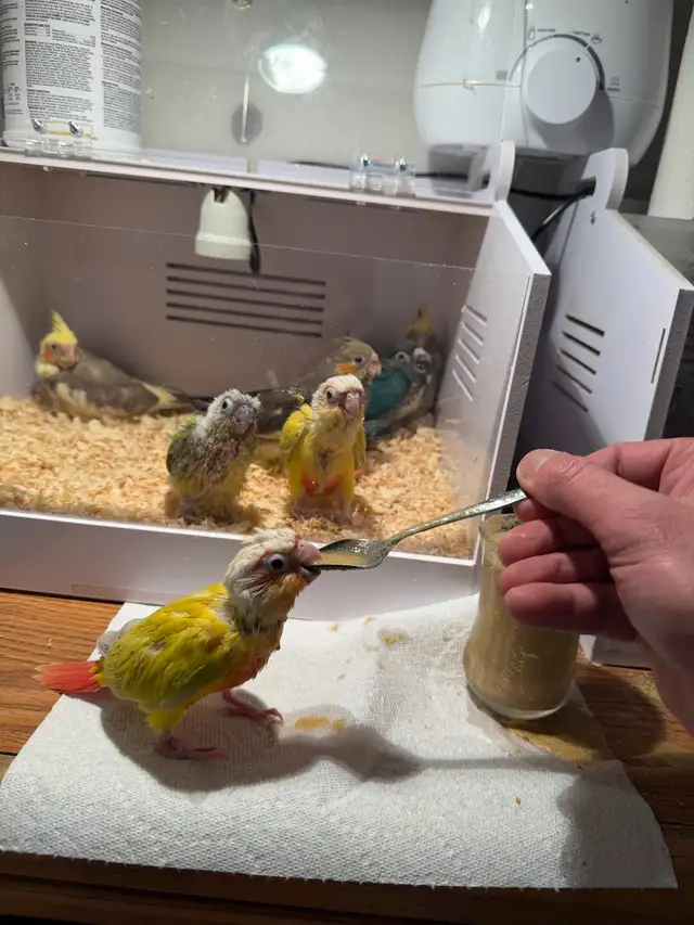 baby conure and cockateil - Photo 8