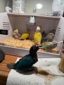 baby conure and cockateil - Photo 9