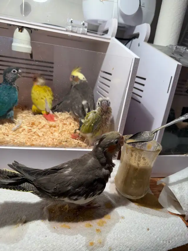 baby conure and cockateil - Photo 10