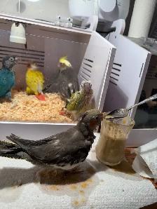 baby conure and cockateil - Photo 10