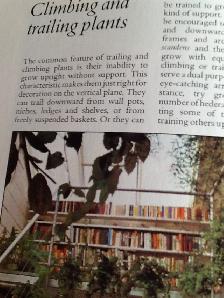 Vintage - Success With House Plants Hardcover  and one FREE - Photo 4