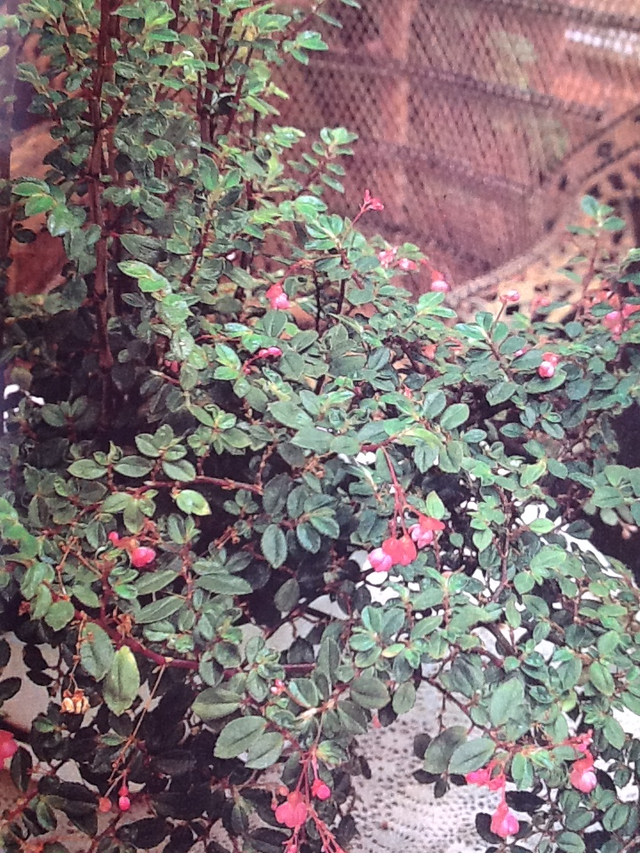 Vintage - Success With House Plants Hardcover  and one FREE - Photo 7