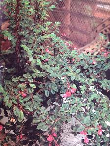 Vintage - Success With House Plants Hardcover  and one FREE - Photo 7