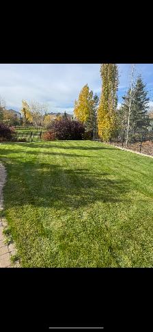 Spring yard clean up and lawn cutting