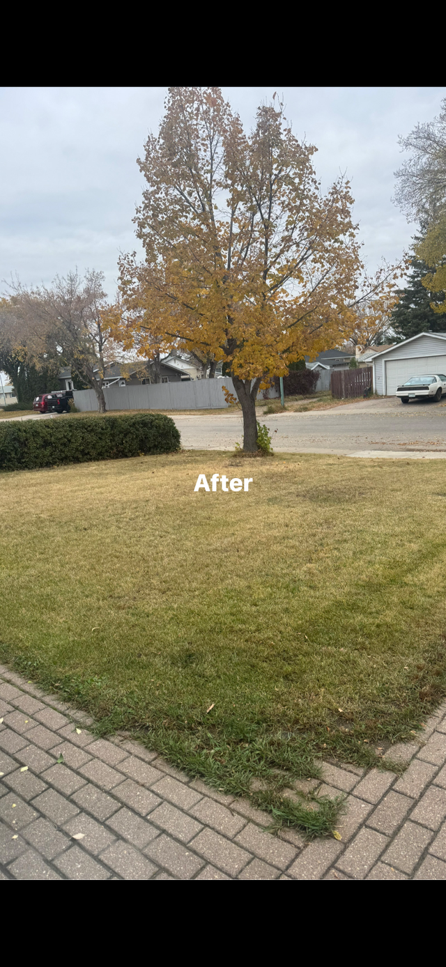 Spring yard clean up and lawn cutting - Photo 4