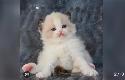 GORGEOUS BABY RAGDOLLS! BICOLOR BABY RAGDOLLS AVAILABLE!!
