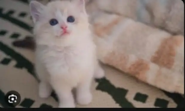 GORGEOUS BABY RAGDOLLS! BICOLOR BABY RAGDOLLS AVAILABLE!! - Photo 2