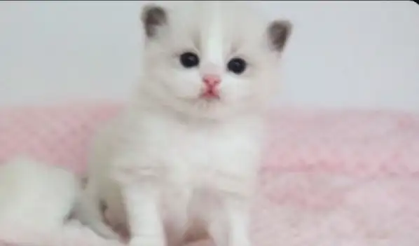 GORGEOUS BABY RAGDOLLS! BICOLOR BABY RAGDOLLS AVAILABLE!! - Photo 3