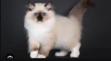 GORGEOUS BABY RAGDOLLS! BICOLOR BABY RAGDOLLS AVAILABLE!! - Photo 5
