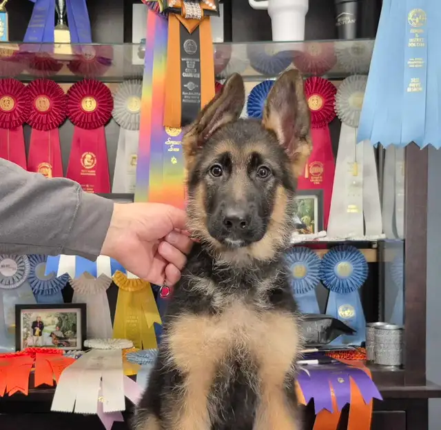 ! GERMAN SHEPHERD MALE PUPPY 12 WEEKS OLD !