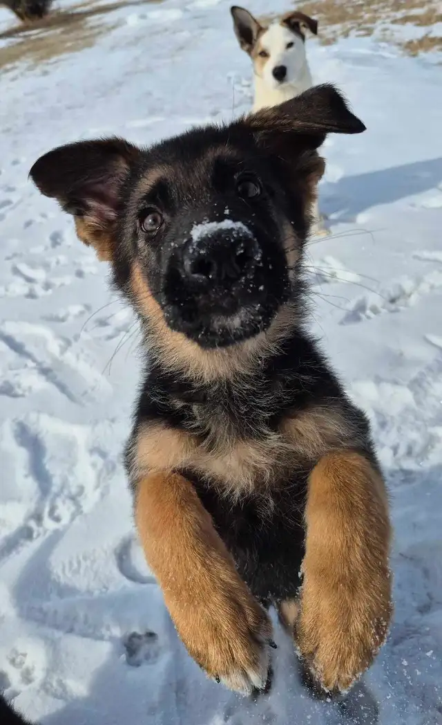 ! GERMAN SHEPHERD MALE PUPPY 12 WEEKS OLD ! - Photo 2