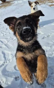 ! GERMAN SHEPHERD MALE PUPPY 12 WEEKS OLD ! - Photo 2
