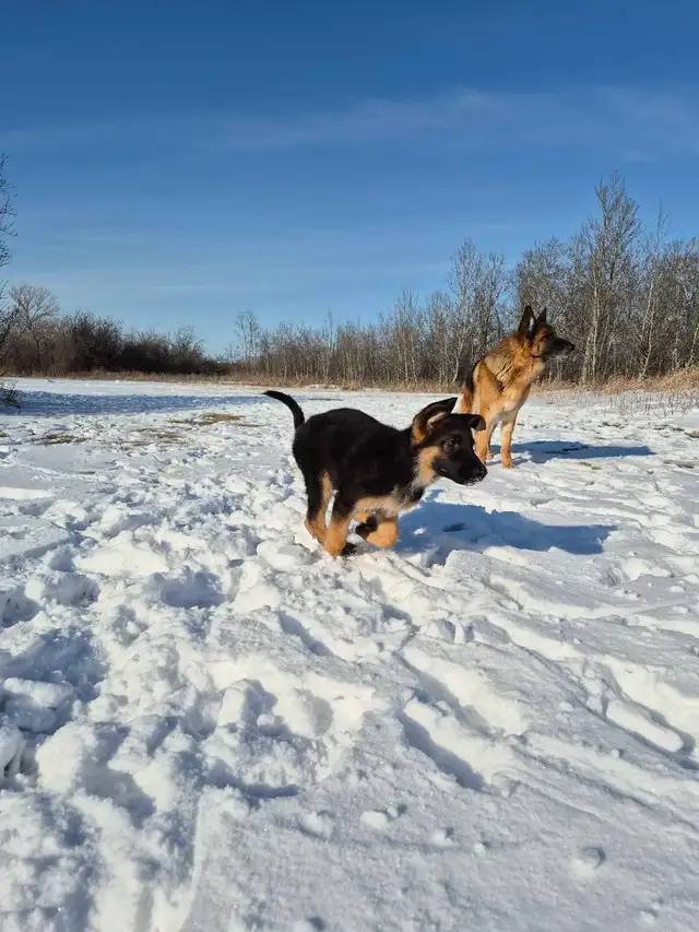 ! GERMAN SHEPHERD MALE PUPPY 12 WEEKS OLD ! - Photo 3