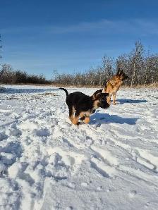 ! GERMAN SHEPHERD MALE PUPPY 12 WEEKS OLD ! - Photo 3