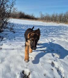 ! GERMAN SHEPHERD MALE PUPPY 12 WEEKS OLD ! - Photo 4