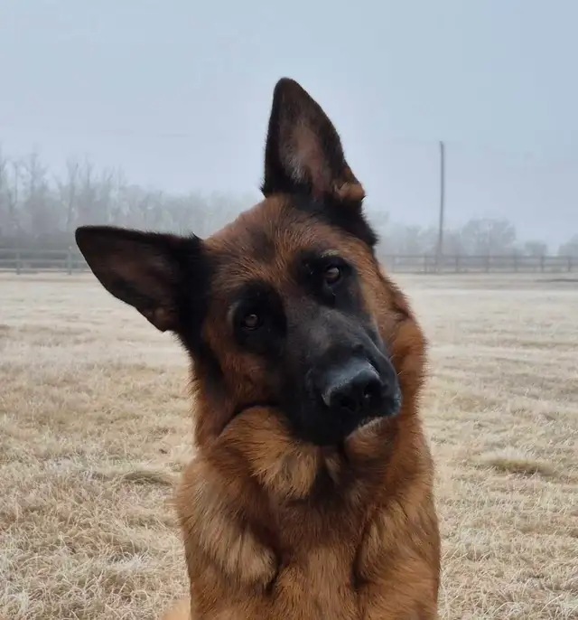 ! GERMAN SHEPHERD MALE PUPPY 12 WEEKS OLD ! - Photo 5
