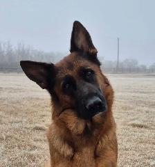 ! GERMAN SHEPHERD MALE PUPPY 12 WEEKS OLD ! - Photo 5