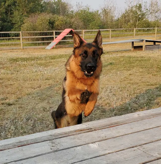 ! GERMAN SHEPHERD MALE PUPPY 12 WEEKS OLD ! - Photo 6