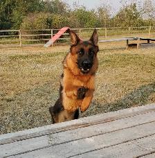 ! GERMAN SHEPHERD MALE PUPPY 12 WEEKS OLD ! - Photo 6
