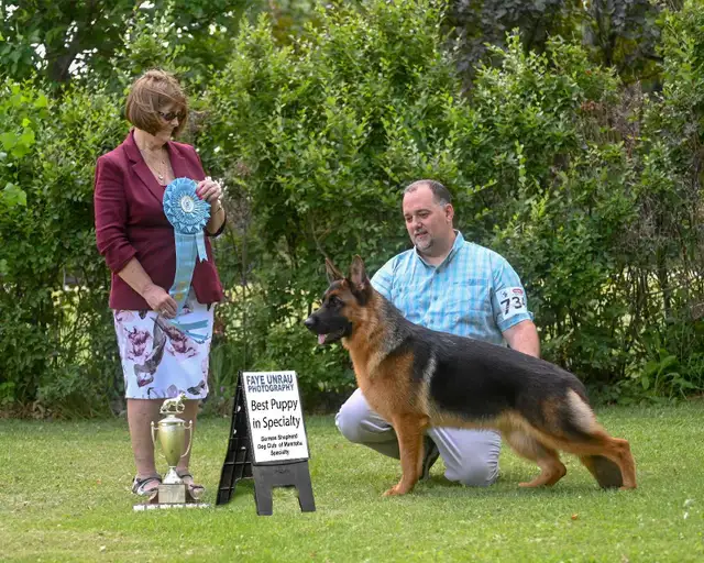 ! GERMAN SHEPHERD MALE PUPPY 12 WEEKS OLD ! - Photo 7