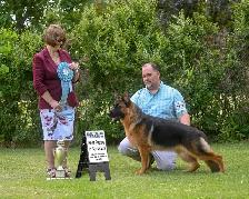 ! GERMAN SHEPHERD MALE PUPPY 12 WEEKS OLD ! - Photo 7