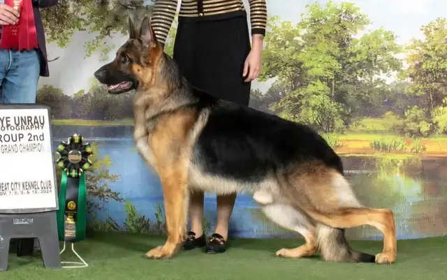 ! GERMAN SHEPHERD MALE PUPPY 12 WEEKS OLD ! - Photo 9