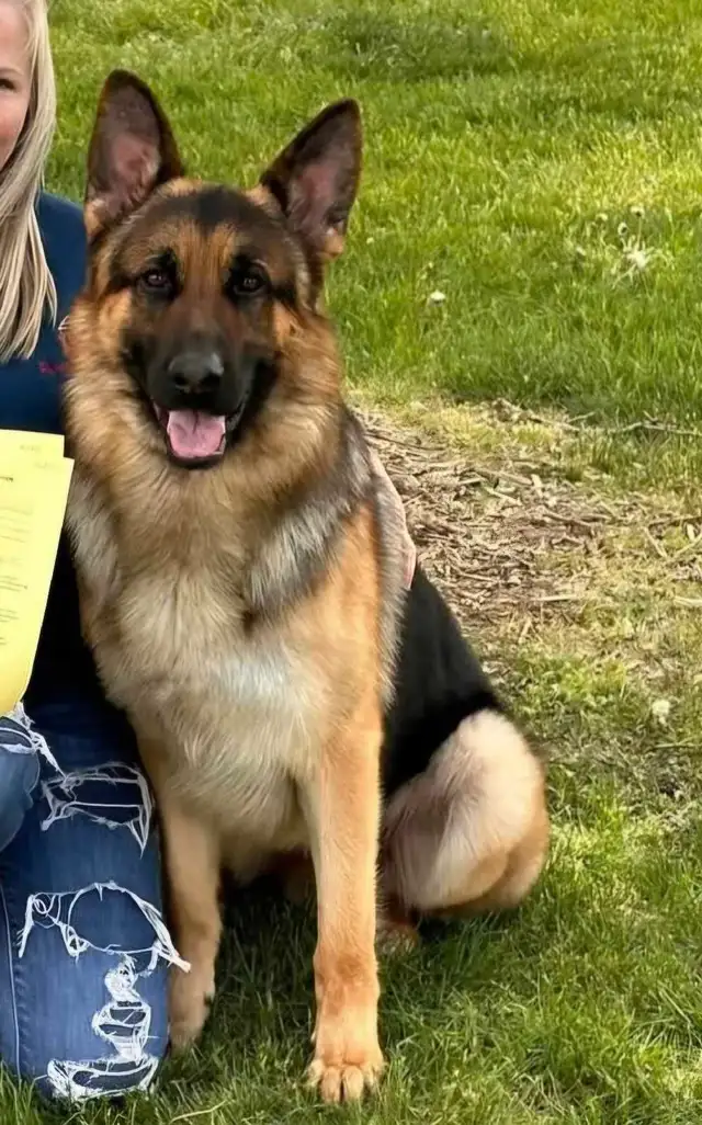 ! GERMAN SHEPHERD MALE PUPPY 12 WEEKS OLD ! - Photo 10