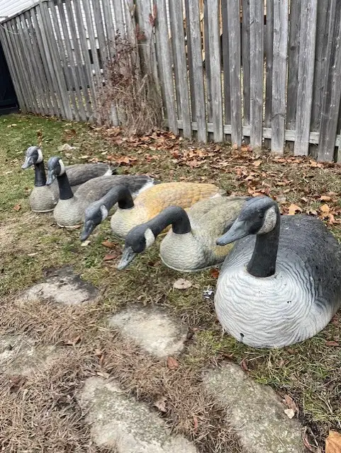 Canada Goose 36 inch Shell Decoys ( 5 in total) - Photo 3