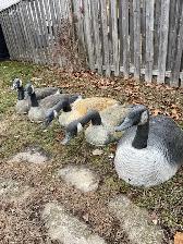 Canada Goose 36 inch Shell Decoys ( 5 in total) - Photo 3