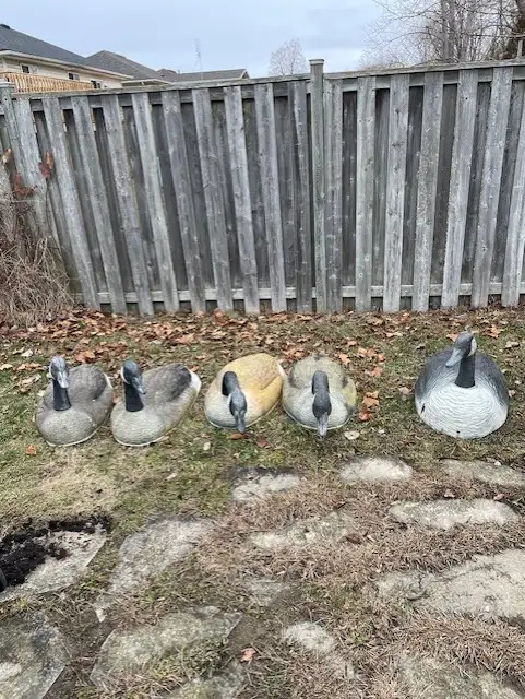 Canada Goose 36 inch Shell Decoys ( 5 in total) - Photo 4